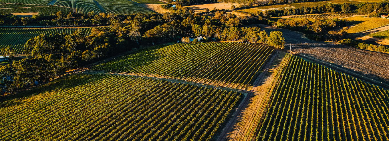 Fermoy Estate vineyard 